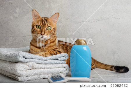 Pet grooming. Cute cat with tools for animal bathing, hygiene. Pet care salon. Pet grooming. Cute cat with tools for animal bathing, hygiene. Pet care salon. 95062482