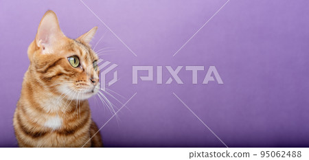 Purebred cat on a blue background. The cat is isolated. 95062488