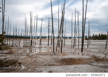 View of dead trees on geothermal landscape. Hot springs at Yellowstone national park with cloudy sky in background. Famous tourist attraction in beautiful valley. 95062671