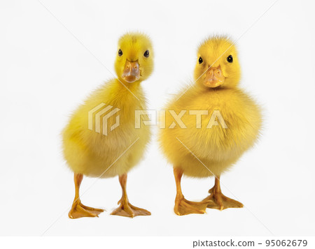 兩隻小鴨肩並肩站在白色背景前看著鏡頭。隨著財產釋放。 95062679