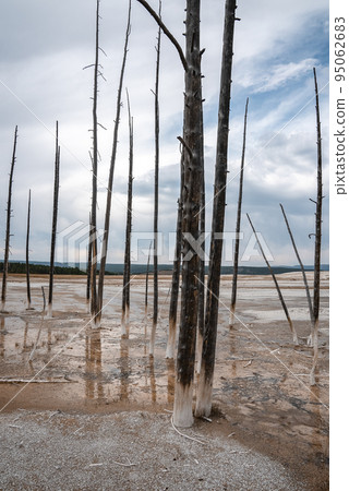 Dead trees on geothermal landscape with cloudy sky in background. View of hot springs at Yellowstone national park. Famous tourist sightseeing in scenic valley. 95062683
