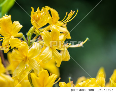 Bright Yellow rhododendron flowers in the park Bright Yellow rhododendron flowers in the park 95062797