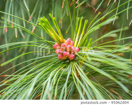 Needles and flowering of Siberian pine in sunny spring day. Pinus sibirica flower. Flowering Siberian cedar cones 95062804