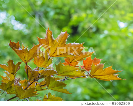 Tree branch with dark red leaves, Acer platanoides, the Norway maple Crimson King. Red Maple acutifoliate Crimson King, young plant with green background. Tree branch with dark red leaves, Acer platanoides, the Norway maple Crimson King. Red Maple acutifoliate Crimson King, young plant with green background. 95062809