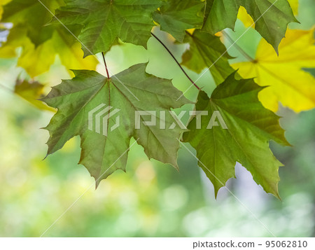 Spring branches of maple tree with fresh green leaves 95062810