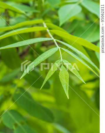 Bright green Leaves of the Amur velvet, or Amur cork tree, lat. Phellodendron amurense Bright green Leaves of the Amur velvet, or Amur cork tree, lat. Phellodendron amurense 95062811