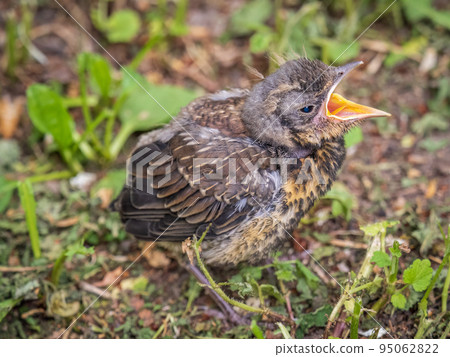 A fieldfare chick, Turdus pilaris, has left the nest and sitting on the spring lawn. A fieldfare chick sits on the ground and waits for food from its parents. A fieldfare chick, Turdus pilaris, has left the nest and sitting on the spring lawn. A fieldfare chick sits on the ground and waits for food from its parents. 95062822