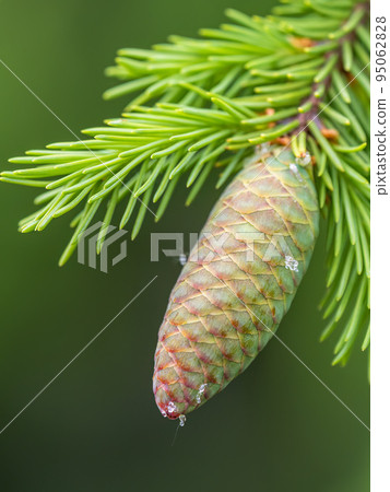 Young spruce cone with cured resin on a sunny morning in the forest. Copy space. Vertical image. 95062828