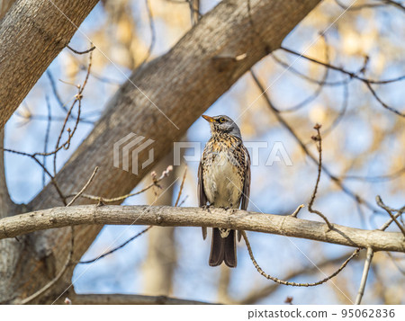 Fieldbird sits on a branch in spring with a blurred background. 95062836