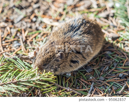 A closeup of a Common vole, Microtus arvalis, on the ground with a blurry background 95062837