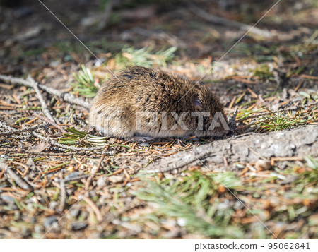 A closeup of a Common vole, Microtus arvalis, on the ground with a blurry background A closeup of a Common vole, Microtus arvalis, on the ground with a blurry background 95062841