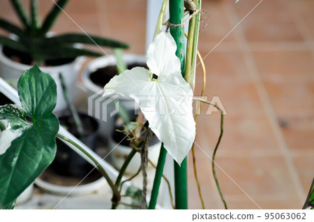 Syngonium podophyllum, Arrowhead Vine or Goosefoot Plant or Araceae or white leaf or Syngonium Podophyllum Albo Variegated Syngonium podophyllum, Arrowhead Vine or Goosefoot Plant or Araceae or white leaf or Syngonium Podophyllum Albo Variegated 95063062