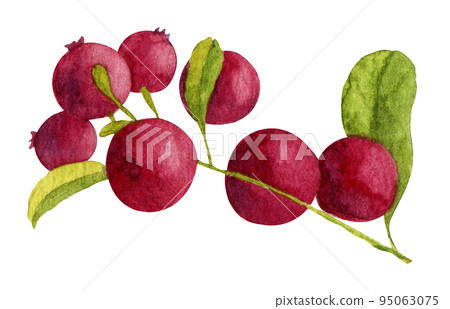 Watercolor branch of Cranberry with red berries and green leaves. Sketch of wild forest lingonberry. Hand drawn painting illustration isolated on white background 95063075