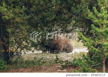 Bison relaxing on grassland seen through trees in forest. Wild animal on thermal landscape in valley at Yellowstone national park. Concept of natural wilderness at popular tourist attraction. 95063117