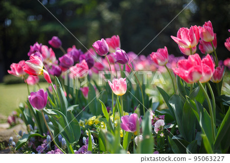 鬱金香 95063227