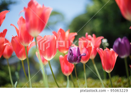 鬱金香 95063229