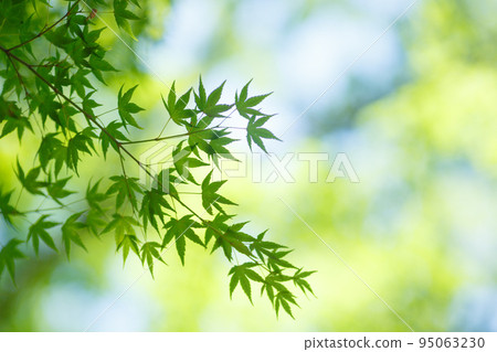 Fresh green 95063230