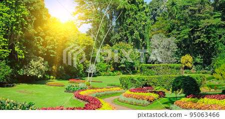 Tropical garden with exotic trees and plants. Wide photo. 95063466