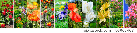 collage of photos of garden flowers. Skinali. Wide photo. collage of photos of garden flowers. Skinali. Wide photo. 95063468