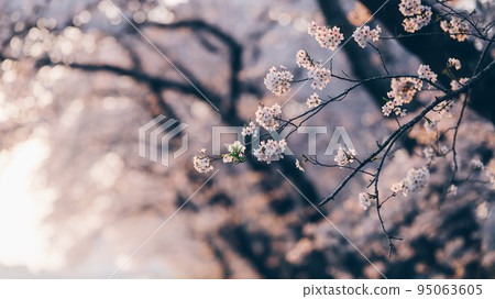 櫻桃樹 櫻桃樹 95063605