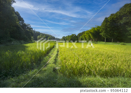 Sayama Hills Bank 稻田 Yato 的水稻種植，然後在藍天收割 95064112