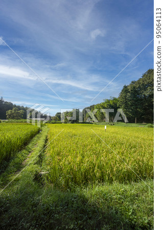 Sayama Hills Bank 稻田 Yato 的水稻種植,然後在藍天收割 Sayama Hills Bank 稻田 Yato 的水稻種植,然後在藍天收割 95064113