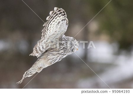 Grey Ural Owl, Strix uralensis fly through the winter forest. Beautiful bird in the nature habitat, Czech 95064193