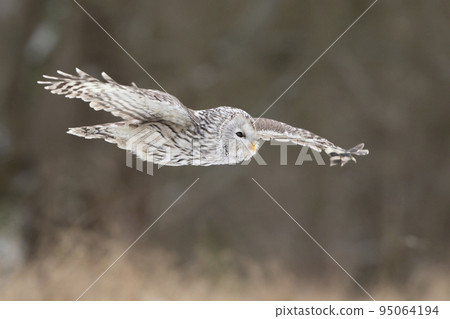 Grey Ural Owl, Strix uralensis fly through the winter forest. Beautiful bird in the nature habitat, Czech Grey Ural Owl, Strix uralensis fly through the winter forest. Beautiful bird in the nature habitat, Czech 95064194