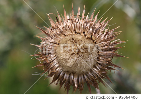 Musk thistle seed head in close up 95064406