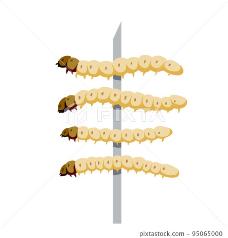 Edible larva. Eating caterpillar on skewer. Asian snack and street fast food. Source of insect protein. Edible larva. Eating caterpillar on skewer. Asian snack and street fast food. Source of insect protein. 95065000