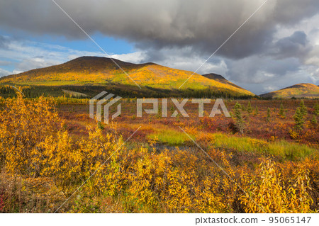 Autumn in polar tundra 95065147