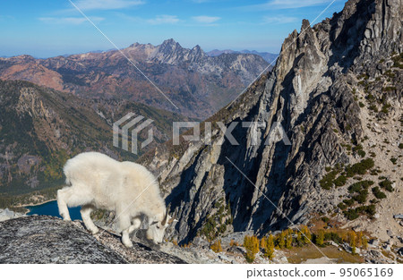 Mountain sheep Mountain sheep 95065169