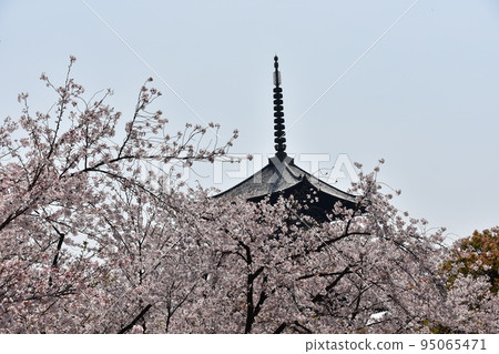 日本京都府京都市,春天的東寺,盛開的櫻花,被指定為國寶的五層寶塔,美麗的藍天 日本京都府京都市,春天的東寺,盛開的櫻花,被指定為國寶的五層寶塔,美麗的藍天 95065471