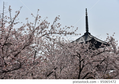 日本京都府京都市，春天的東寺，盛開的櫻花，被指定為國寶的五層寶塔，美麗的藍天 95065472