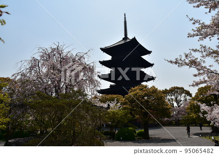 Kyoto City, Kyoto Prefecture, Japan, Toji Temple in spring, cherry blossoms in full bloom and a national treasure five-storied pagoda, Japanese garden with beautiful plants 95065482