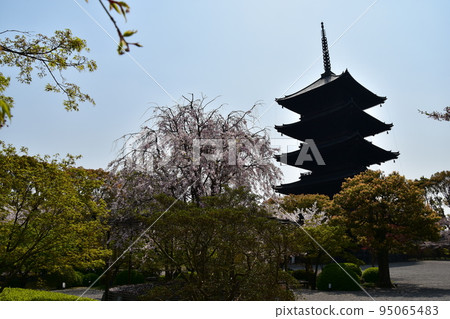 Kyoto City, Kyoto Prefecture, Japan, Toji Temple in spring, cherry blossoms in full bloom and a national treasure five-storied pagoda, Japanese garden with beautiful plants 95065483