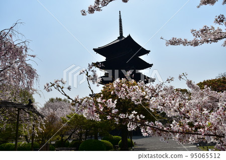 日本京都府京都市，春天的東寺，盛開的櫻花和國寶五層寶塔，有美麗植物的日本花園 95065512