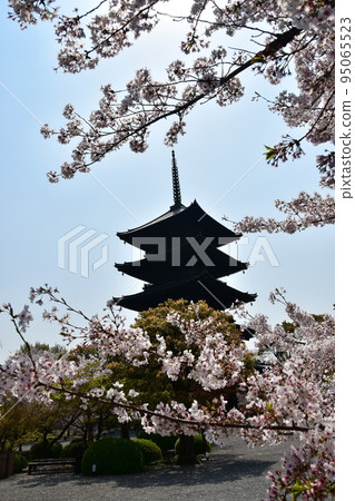 日本京都府京都市，春天的東寺，盛開的櫻花和國寶五層寶塔，有美麗植物的日本花園 95065523