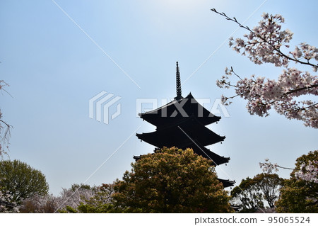 Kyoto City, Kyoto Prefecture, Japan, Toji Temple in spring, cherry blossoms in full bloom and a national treasure five-storied pagoda, Japanese garden with beautiful plants 95065524