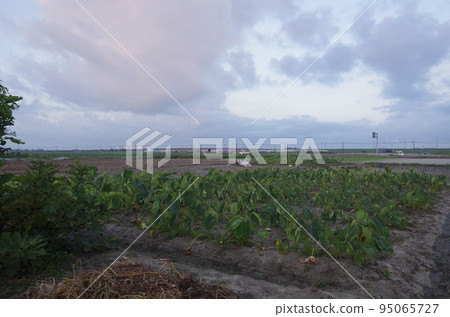 Nishio City Sunrise from the rice fields 95065727