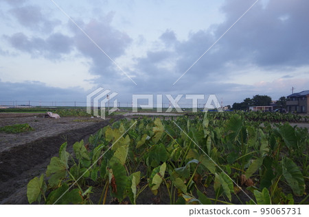 Nishio City Sunrise from the rice fields Nishio City Sunrise from the rice fields 95065731