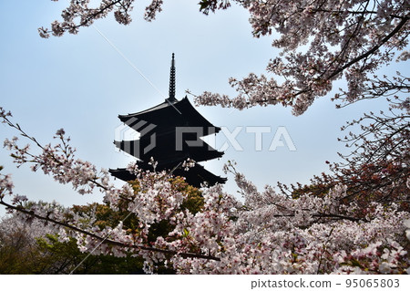 日本京都府京都市，春天的東寺，盛開的櫻花和國寶五層塔 95065803