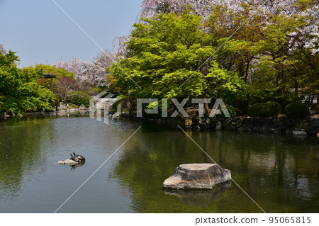日本京都府京都市櫻花盛開在東寺，世界遺產龜在日本花園池塘的岩石上休息 95065815