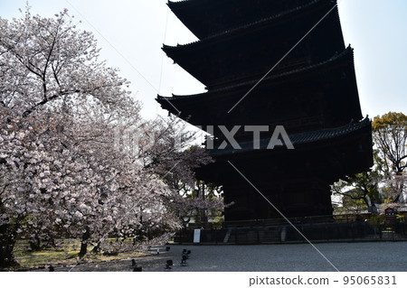 日本京都府京都市，春天的東寺，盛開的櫻花和國寶五層寶塔，有美麗植物的日本花園 95065831