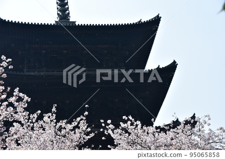 日本京都府京都市,春天的東寺,盛開的櫻花和國寶五層塔 日本京都府京都市,春天的東寺,盛開的櫻花和國寶五層塔 95065858