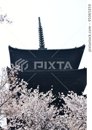 日本京都府京都市，春天的東寺，盛開的櫻花和國寶五層塔 95065859
