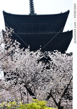 日本京都府京都市,春天的東寺,盛開的櫻花和國寶五層塔 日本京都府京都市,春天的東寺,盛開的櫻花和國寶五層塔 95065860
