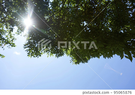陽光明媚/背光/森林/樹枝/樹枝/樹木/樹葉/光 陽光明媚/背光/森林/樹枝/樹枝/樹木/樹葉/光 95065876
