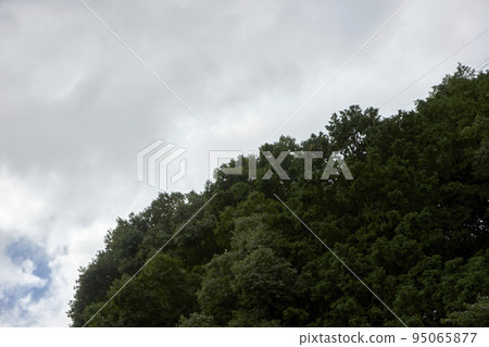 多雲, 森林, 陰天, 沉悶, 山, 森林, 景觀, 背景 多雲, 森林, 陰天, 沉悶, 山, 森林, 景觀, 背景 95065877