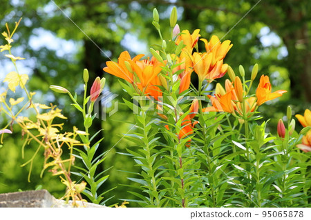 百合花 百合花 95065878